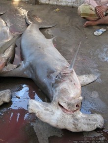 Город рыбы и закатов