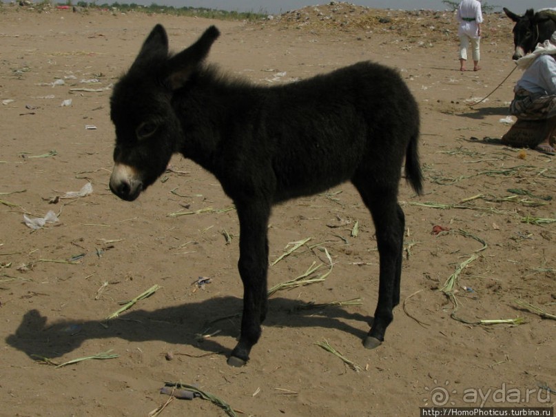 Город рыбы и закатов