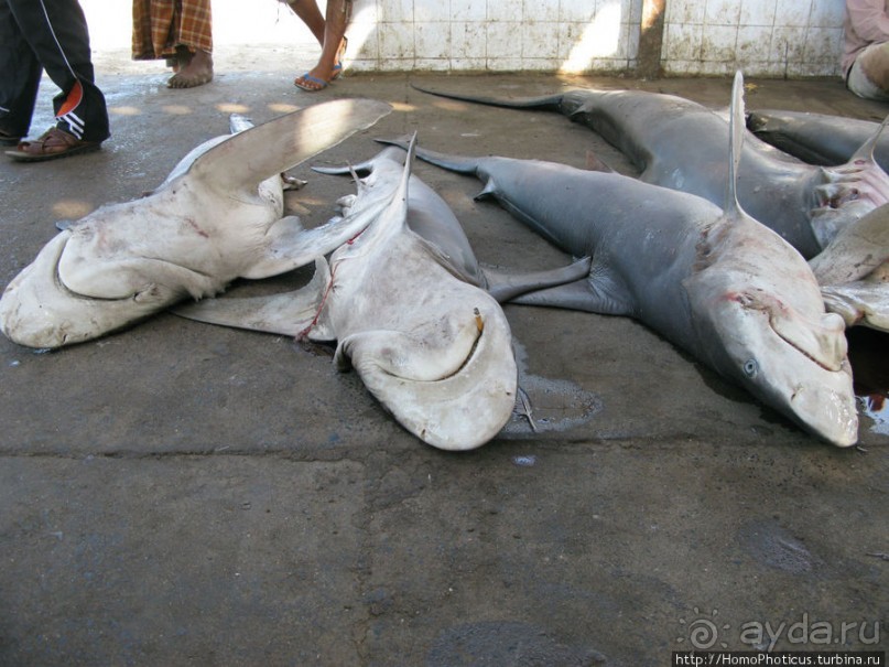 Город рыбы и закатов