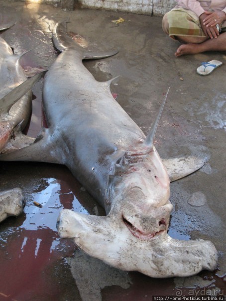 Город рыбы и закатов