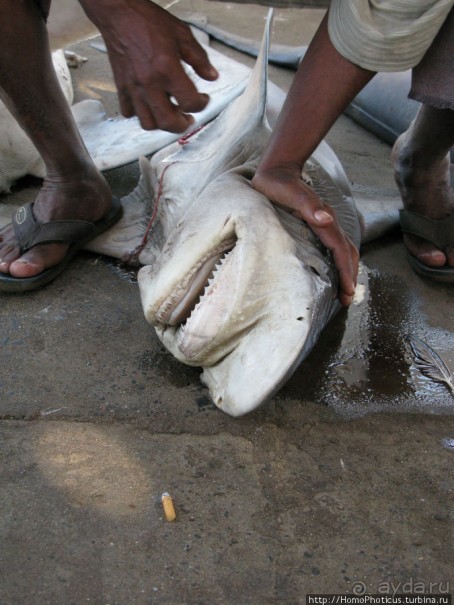 Город рыбы и закатов