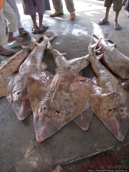 Город рыбы и закатов