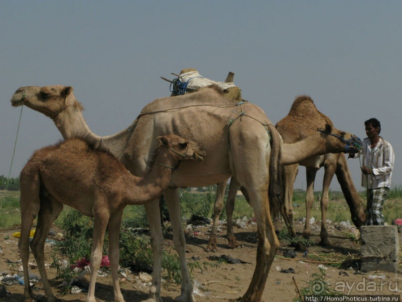 Город рыбы и закатов