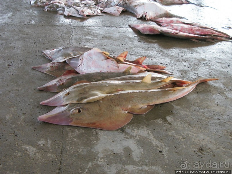 Город рыбы и закатов