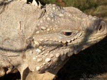 Альбом отзыва "Баунти"