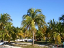 Альбом отзыва "Баунти"