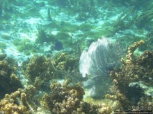 Подводный мир Карибского моря