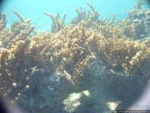 Подводный мир Карибского моря