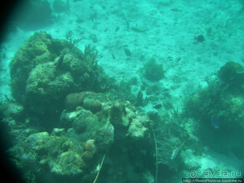 Подводный мир Карибского моря