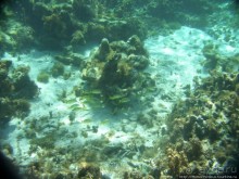 Подводный мир Карибского моря