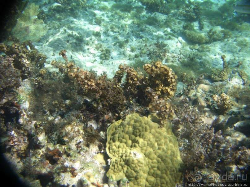 Подводный мир Карибского моря