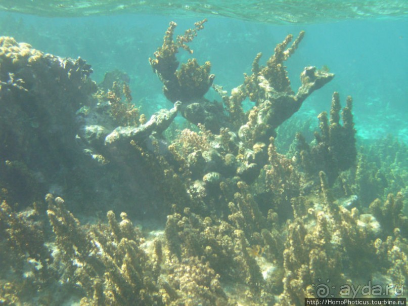 Подводный мир Карибского моря