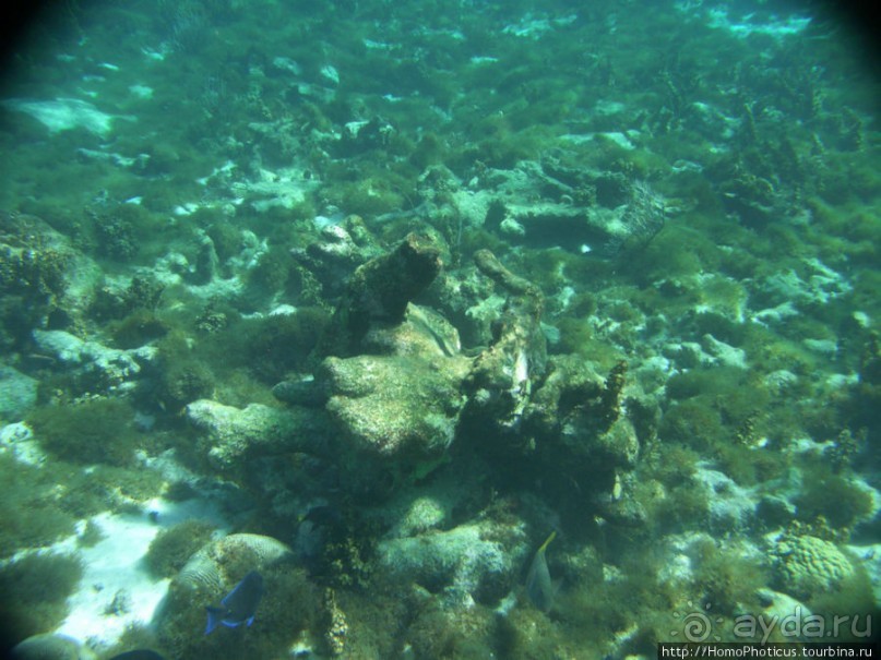 Подводный мир Карибского моря