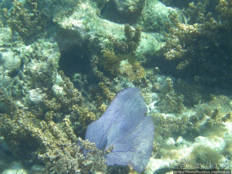 Подводный мир Карибского моря