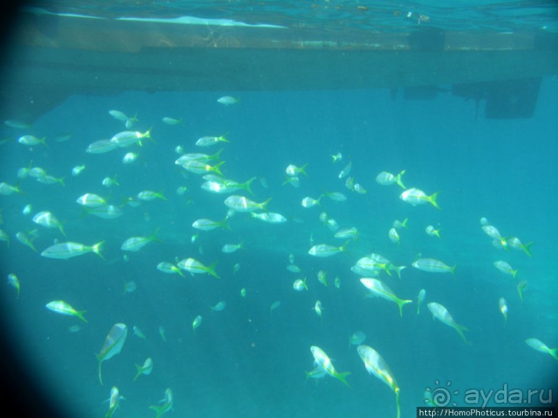 Подводный мир Карибского моря