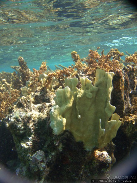 Подводный мир Карибского моря