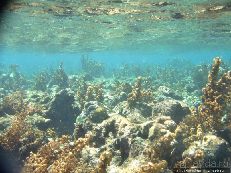 Подводный мир Карибского моря