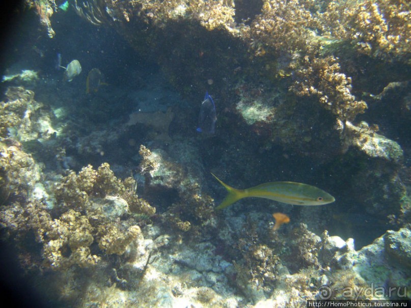 Подводный мир Карибского моря