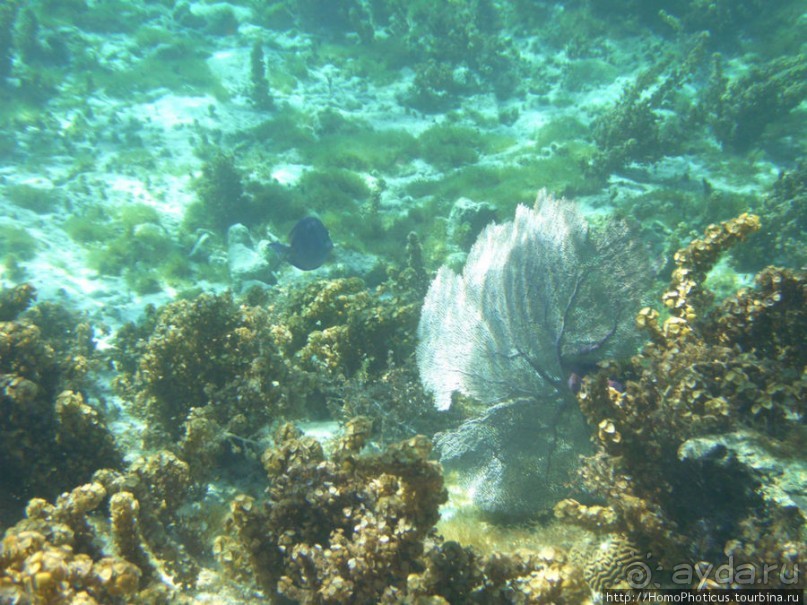 Подводный мир Карибского моря