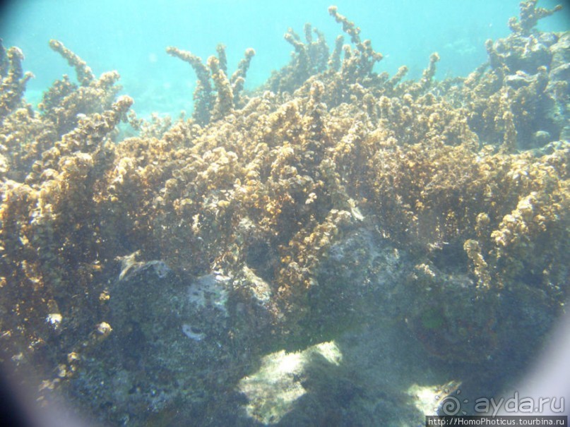 Подводный мир Карибского моря