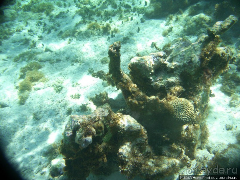 Подводный мир Карибского моря