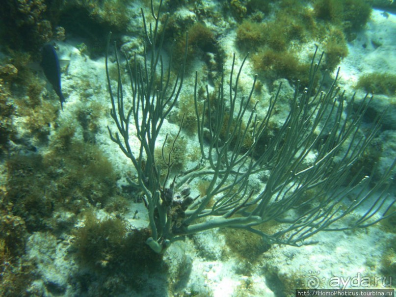 Подводный мир Карибского моря