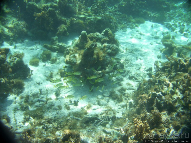 Подводный мир Карибского моря