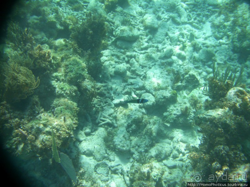 Подводный мир Карибского моря