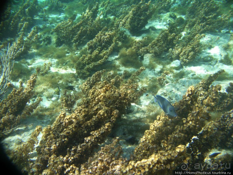 Подводный мир Карибского моря