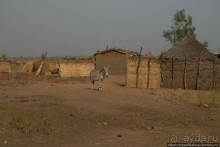 Мбороро: деревня и кочевье