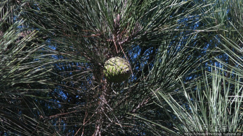 Нефть и газ