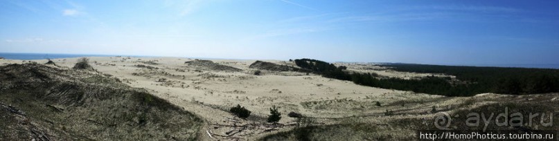 Барханы и танцующие сосны