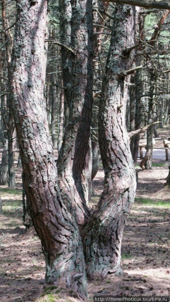 Барханы и танцующие сосны