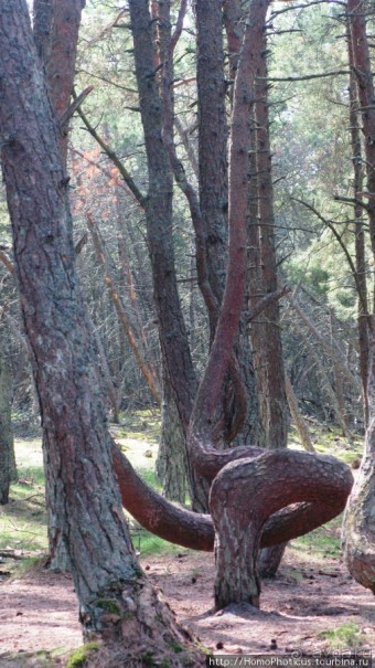 Барханы и танцующие сосны