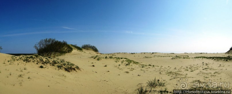 Барханы и танцующие сосны