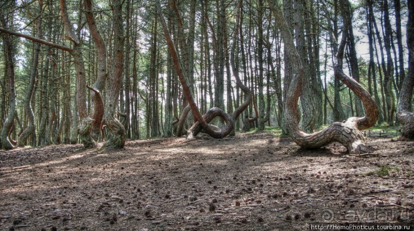 Барханы и танцующие сосны