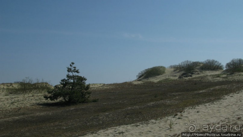 Барханы и танцующие сосны