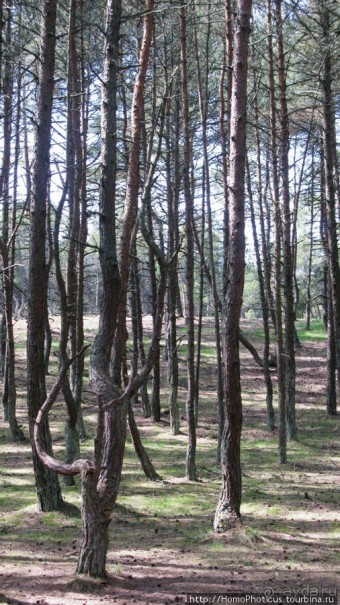 Барханы и танцующие сосны