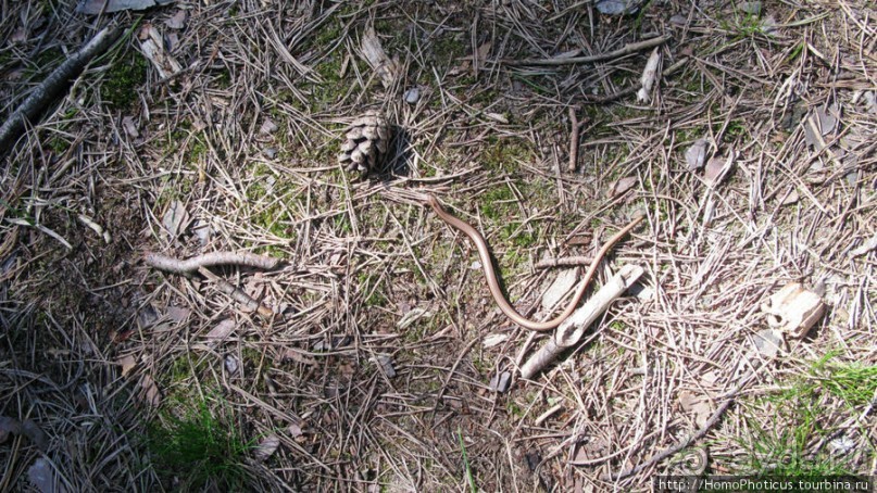 Барханы и танцующие сосны