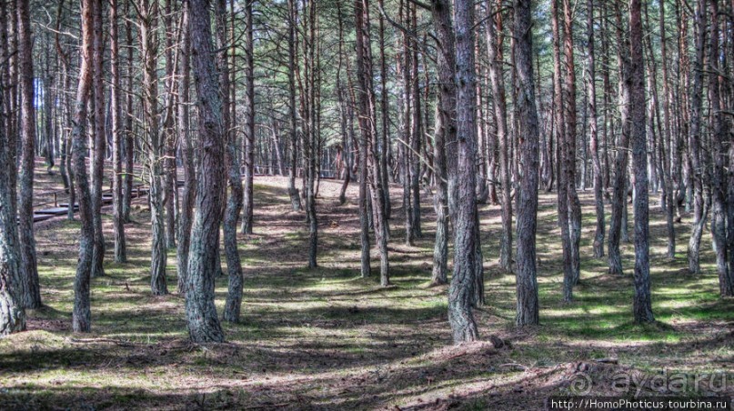 Барханы и танцующие сосны