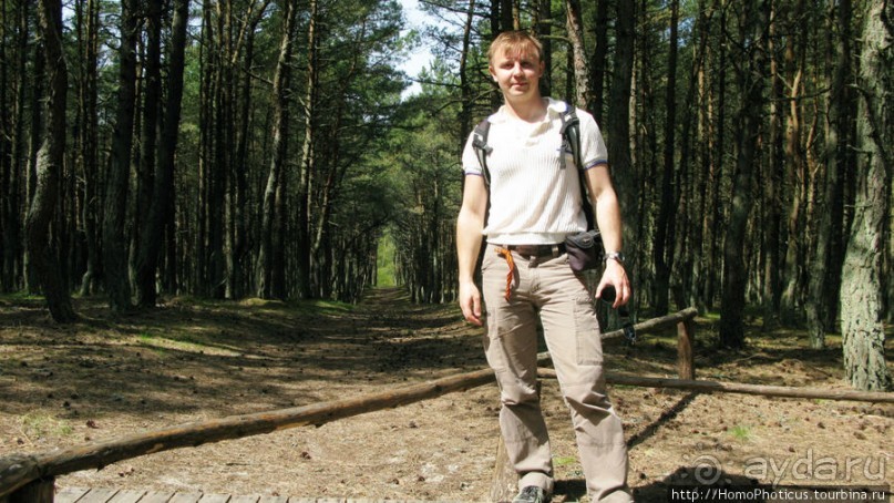 Барханы и танцующие сосны