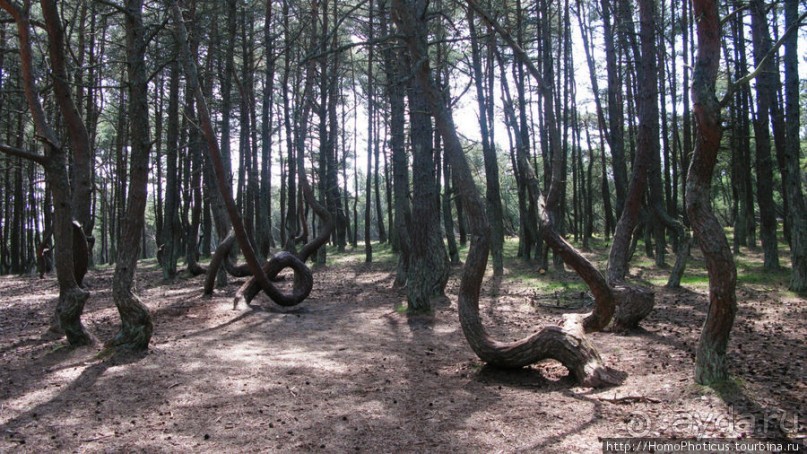 Барханы и танцующие сосны