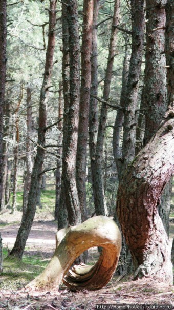 Барханы и танцующие сосны