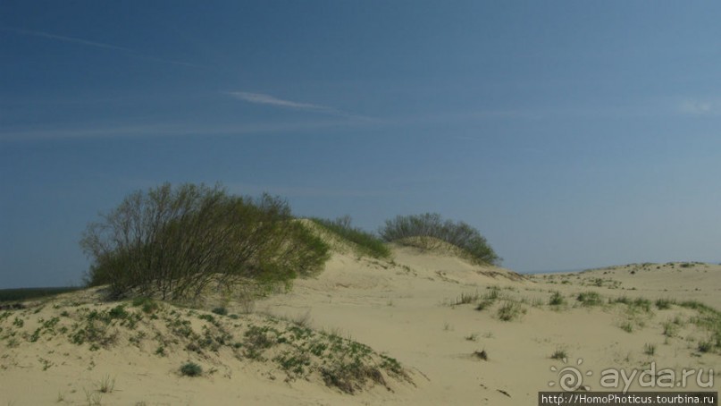 Барханы и танцующие сосны