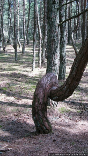 Барханы и танцующие сосны