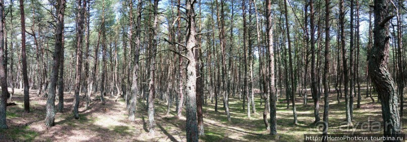 Барханы и танцующие сосны