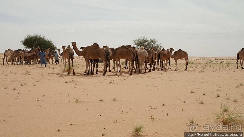 Альбом отзыва "Жизнь в пустыне"