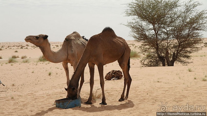 Альбом отзыва "Жизнь в пустыне"