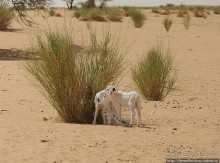 Альбом отзыва "Жизнь в пустыне"
