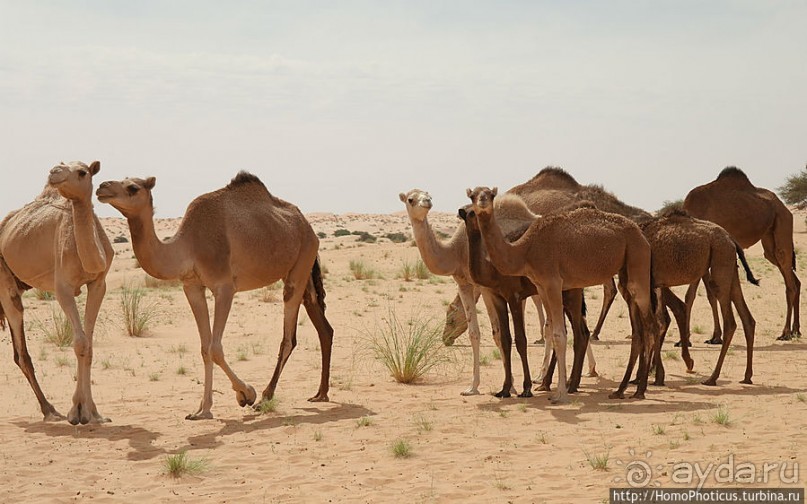 Жизнь в пустыне